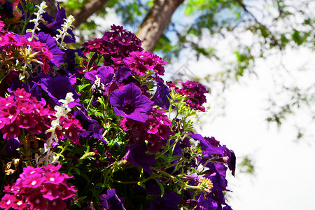 深紫花朵背景图片