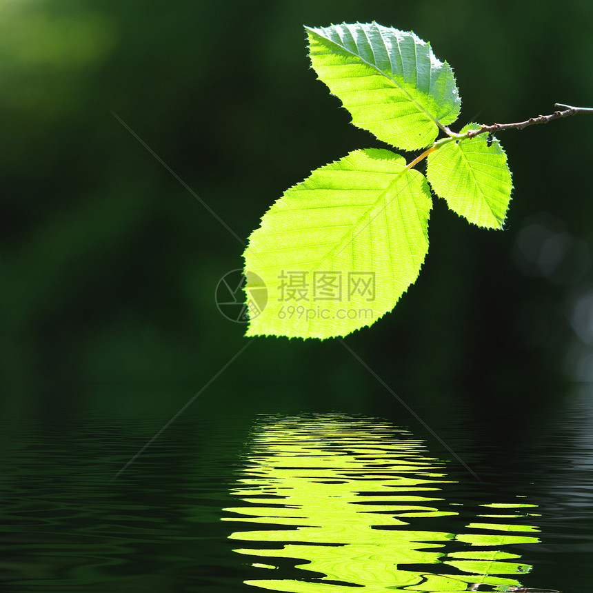 绿色休假和水环境树叶卡片生态温泉海浪反射问候语分支机构花园图片