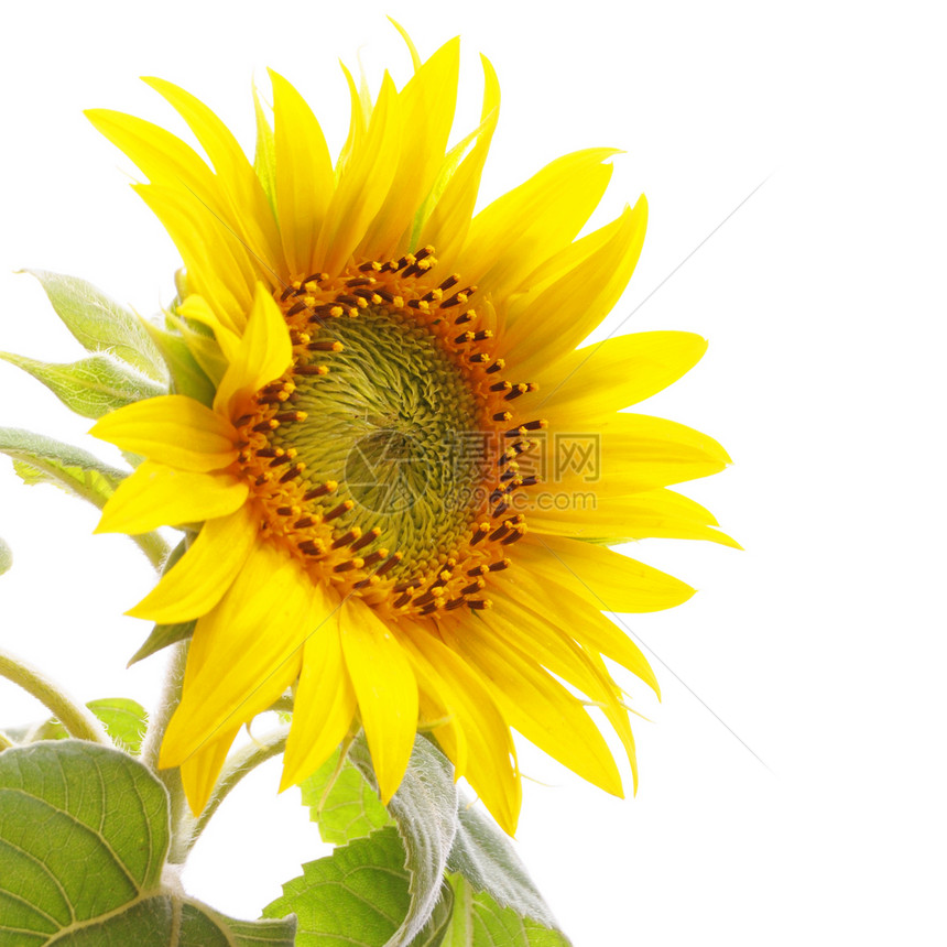 向日葵白色黄色花粉季节晴天花朵种子植物喜悦图片