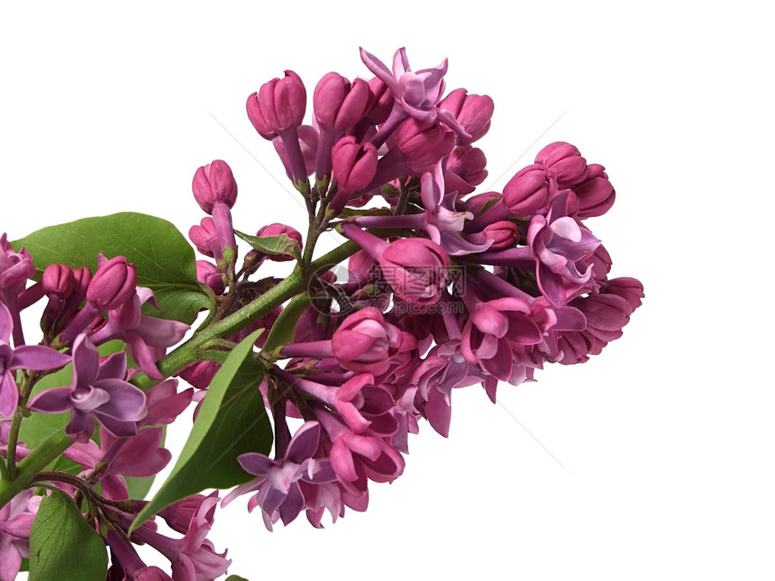青柳花花青柳菜粗俗紫丁香植物群灌木宏观淡紫色花朵紫色薰衣草植物花园图片