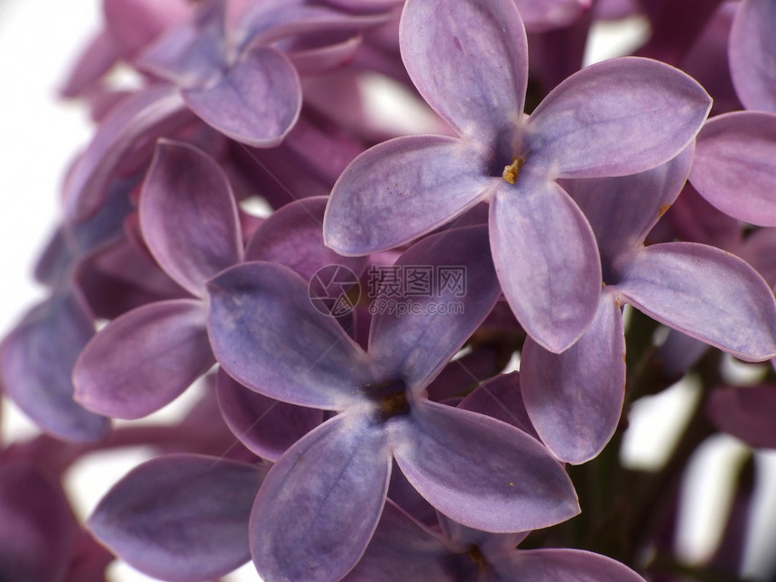 青柳花花青柳菜粗俗花朵花园宏观香味淡紫色薰衣草植物植物群紫丁香紫色图片