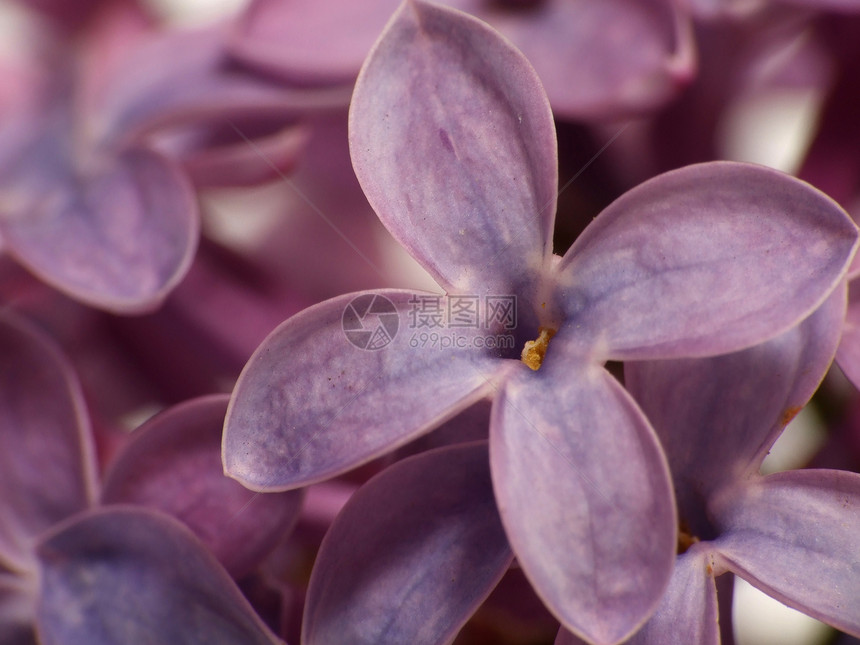 青柳花花青柳菜粗俗灌木紫丁香紫色香味植物群淡紫色植物学花朵薰衣草宏观图片