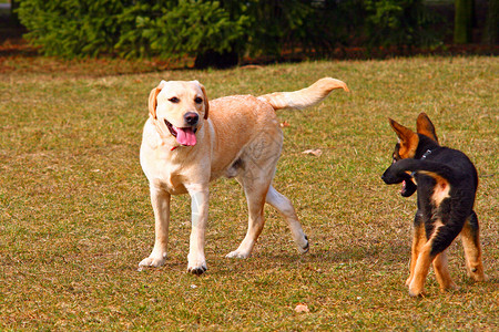 谢泼德玩狗狗游戏友谊动物伴侣犬类毛皮爪子小狗忠诚孩子猎犬背景