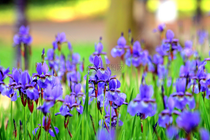 色彩多彩的虹膜礼物植物群紫色植物蓝色鸢尾花生长生活太阳叶子图片