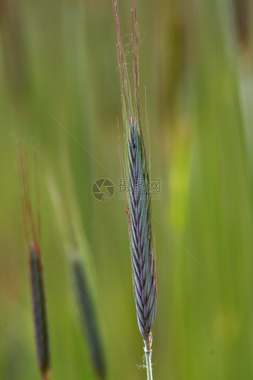 小麦田的小麦收尾图片