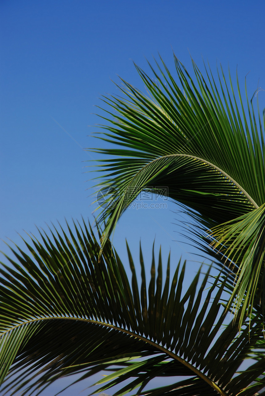 棕榈树树枝棕榈天空植物热带日光沙漠叶子绿色植物学图片