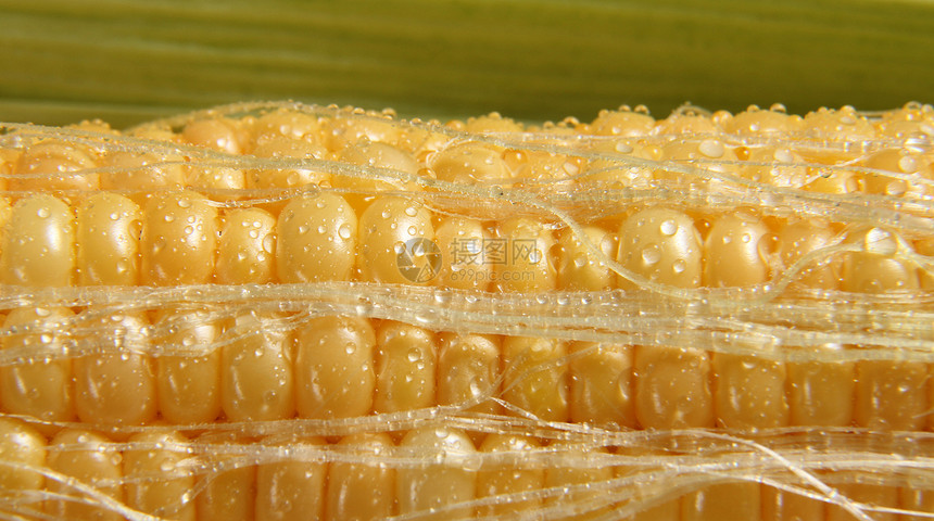 玉米饮食植物健康饮食黄色种子爆米花收获农业蔬菜收成图片