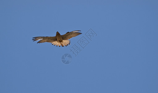法尔科纳乌曼尼猎人鹰人红隼猎鹰荒野训练羽毛猎物动物野生动物背景图片