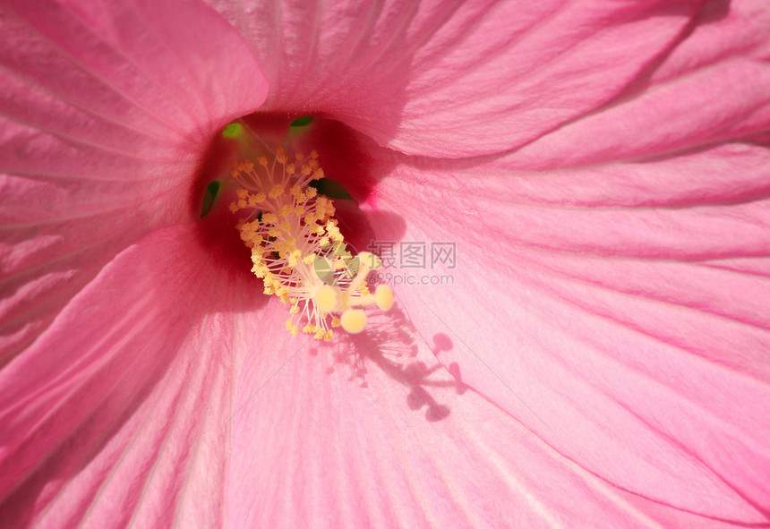 白喉花园红色植物植物群花瓣木槿宏观雌蕊花朵自然图片