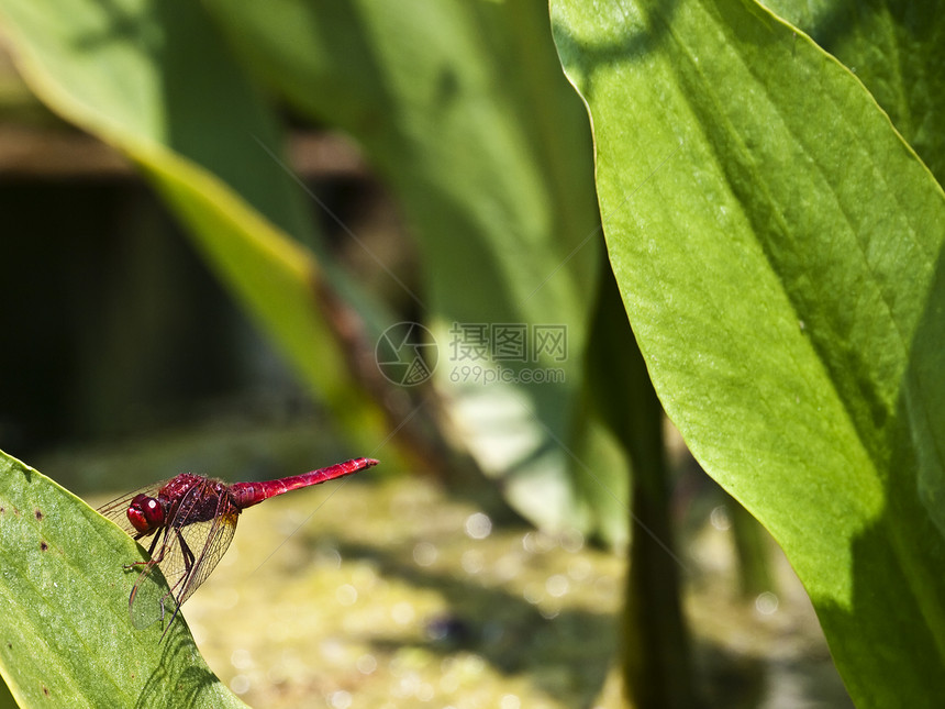鳄鱼埃里斯拉叶a静脉荒野蜻蜓漏洞宏观航班昆虫红色栖息翅膀图片