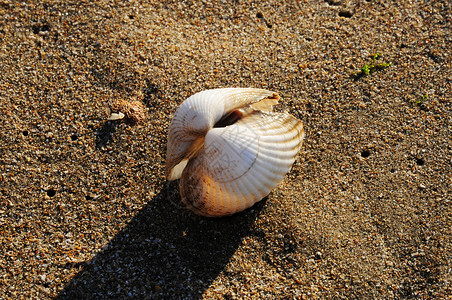 沙滩上的贝壳记忆脚印野生动物背景图片