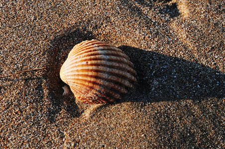 沙滩上的贝壳野生动物脚印记忆背景图片