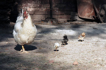 鸡和母鸡梳子乡村国家动物鸡舍谷仓羽毛动物群农场场地背景图片
