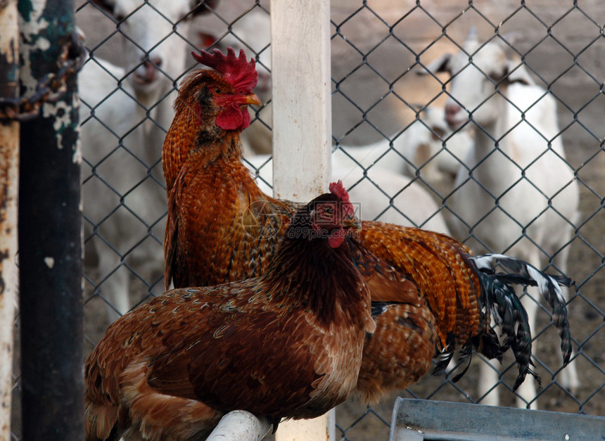 农场动物动物群农村农业羽毛国家梳子母鸡农家院栅栏乡村图片