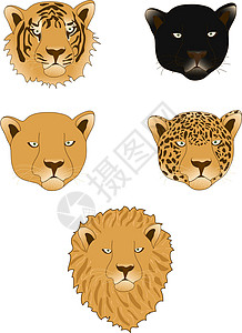 狮子 豹 豹 老虎和母狮背景图片