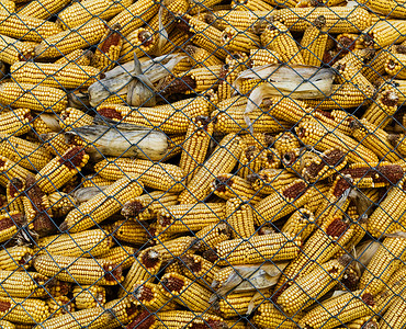 玉米饼乙醇燃料收成食物金属谷物玉米芯耳朵农业网格背景图片
