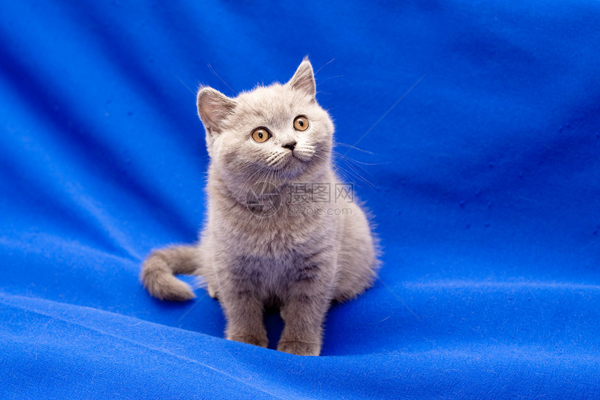 英国短发蓝小猫纺织品姿势毛皮短毛猫咪宠物阴影水平头发猫蓝图片