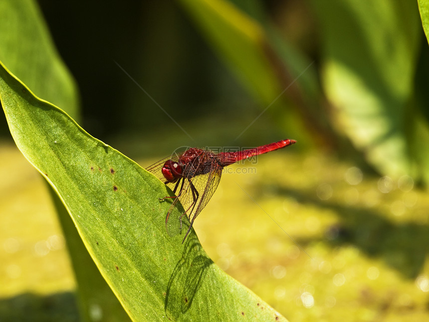 鳄鱼埃里斯拉叶a航班静脉栖息红色昆虫荒野飞行宏观漏洞蜻蜓图片