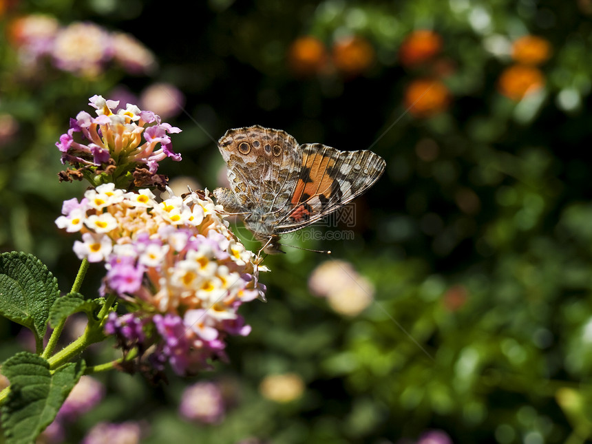 辛西娅卡杜伊荒野航班飞行昆虫漏洞花园宏观女士栖息翅膀图片