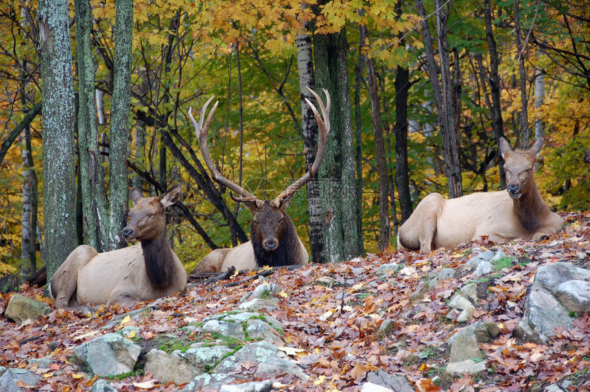 电 Elk哺乳动物游戏天鹅绒麋鹿鹿角喇叭场地骡子野生动物图片
