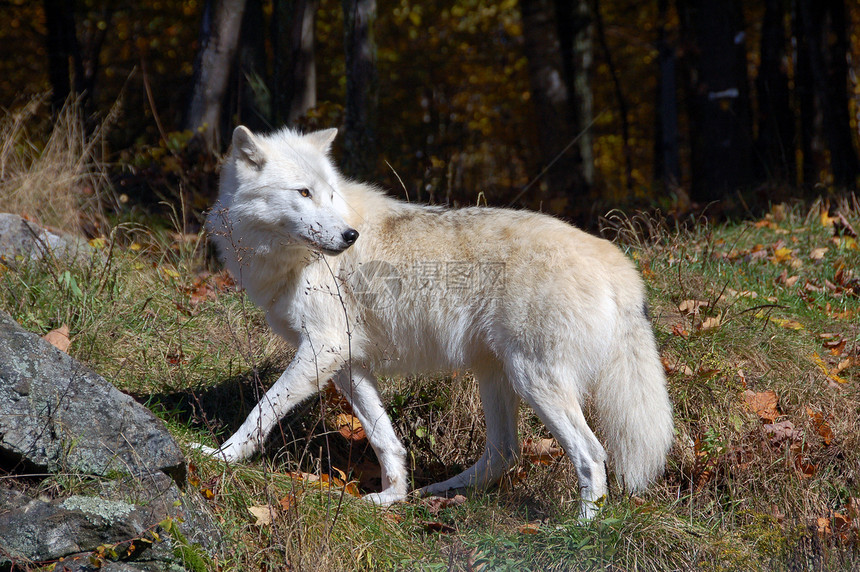 北极野狼犬类毛皮苔原狼疮白色捕食者森林荒野哺乳动物野生动物图片