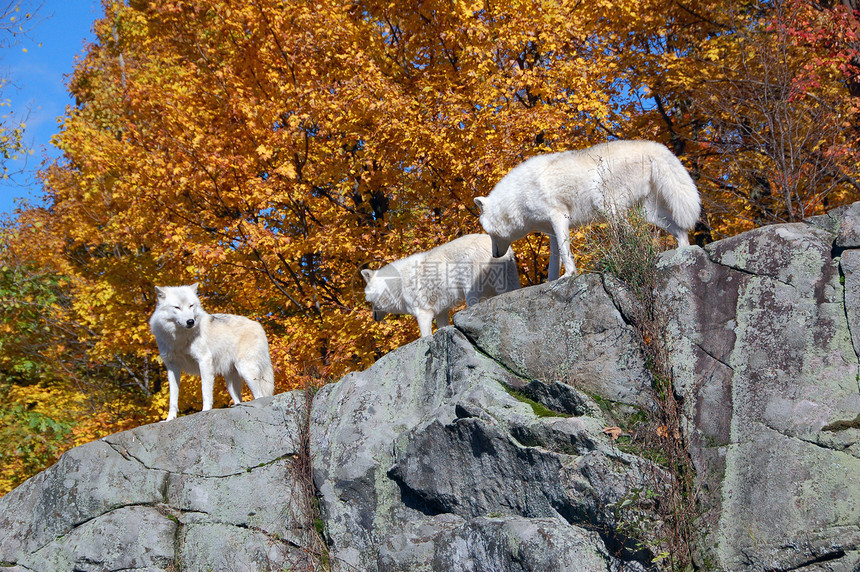北极野狼哺乳动物野生动物苔原狼疮白色捕食者荒野毛皮森林犬类图片
