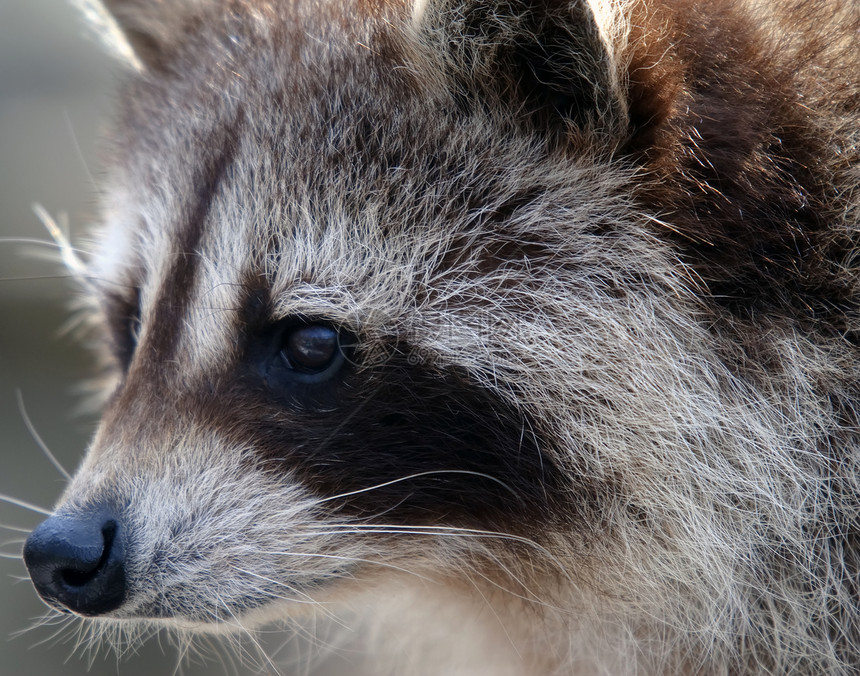 浣熊土匪动物野生动物哺乳动物食肉森林荒野面具图片