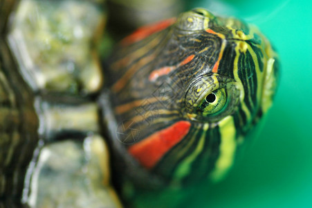 画龟乌龟慢的杂食动物高清图片