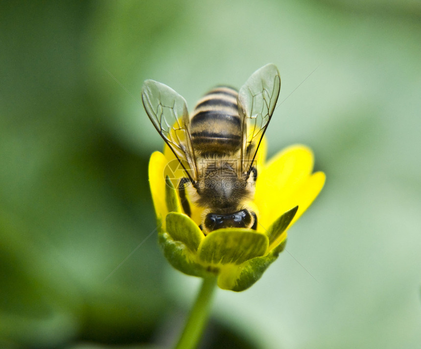 蜜蜂科学农业绿色生活甲虫黄色昆虫解雇蜂蜜藤蔓图片