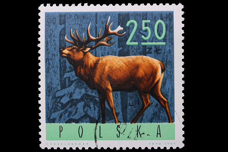 波兰  CIRCA 1965年 一头印章鹿背景图片