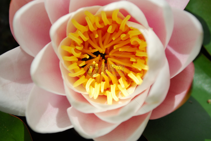 美丽的奈努法植物花花园百合植物群宏观池塘生态叶子花瓣荒野图片