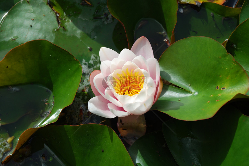 美丽的奈努法植物花宏观花瓣植物群生态叶子百合荒野池塘花园图片