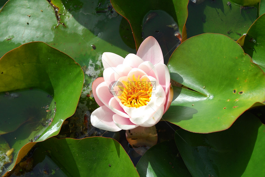 美丽的奈努法植物花池塘百合荒野生态植物群宏观花园花瓣叶子图片