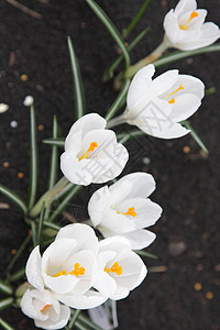 白白色植物地球红花植物群花坛柔焦花朵背景图片