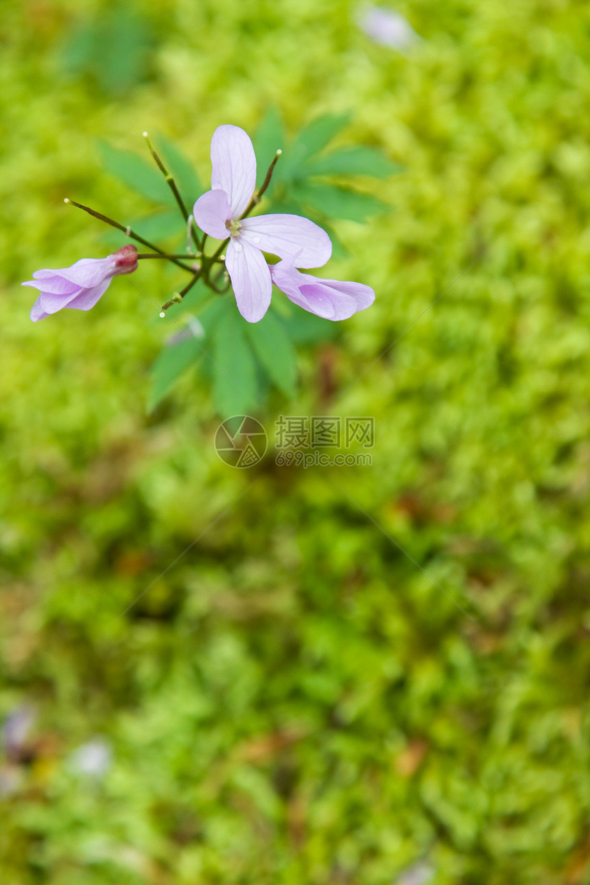 苔类背景上的粉红花浅露深度粉色苔藓草地树叶花瓣绿色植物群森林图片