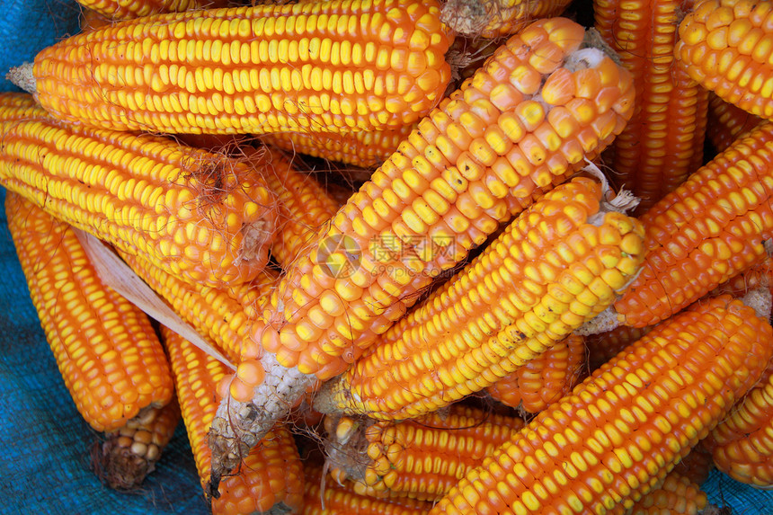 收获的玉米蔬菜麦田食物庄稼农业生产文化田园乡村收成图片