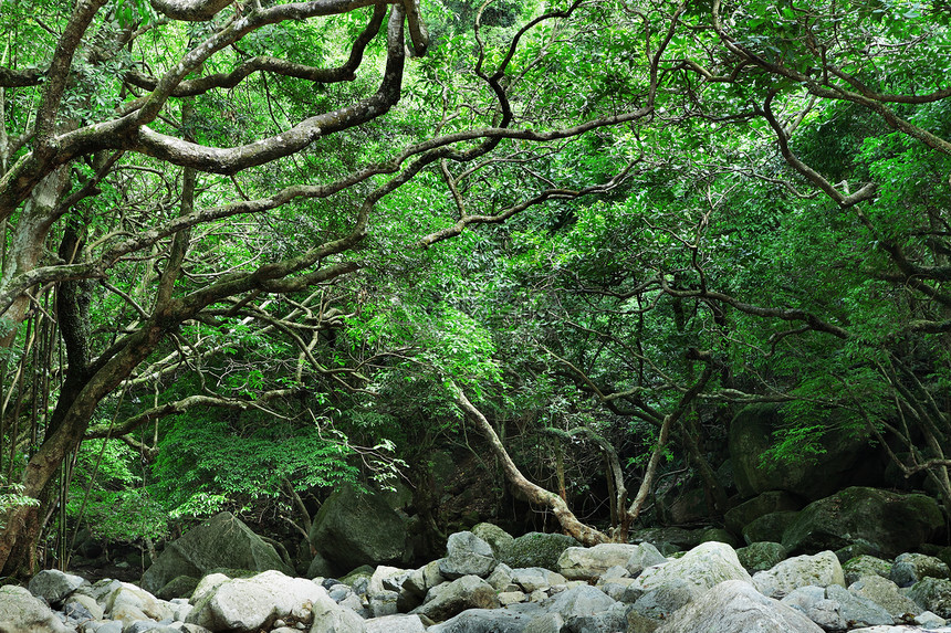雨林季节公园旅行苔藓风景环境木头叶子美丽植被图片