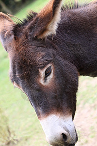 驴子鼻子哺乳动物眼睛野草耳朵背景图片