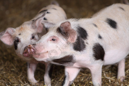 Kune Kune猪猪肉小猪哺乳动物农场食物背景图片