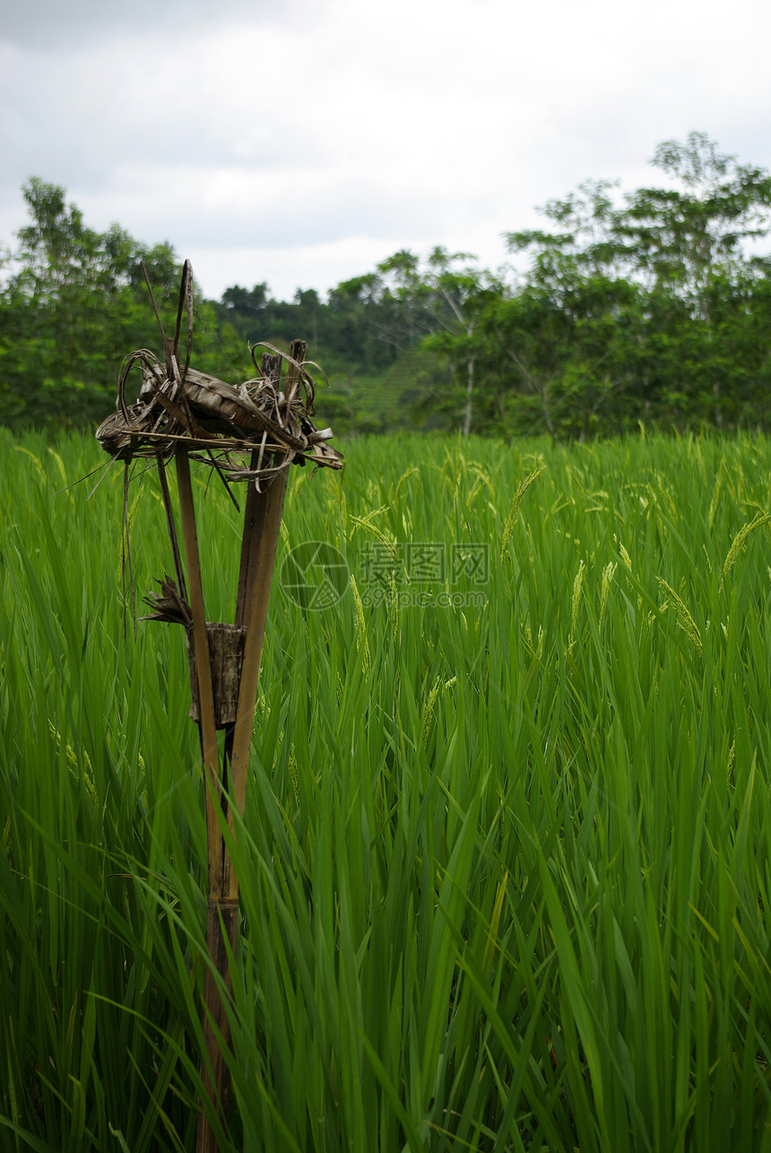 在稻田里提供巴厘岛的祭品图片