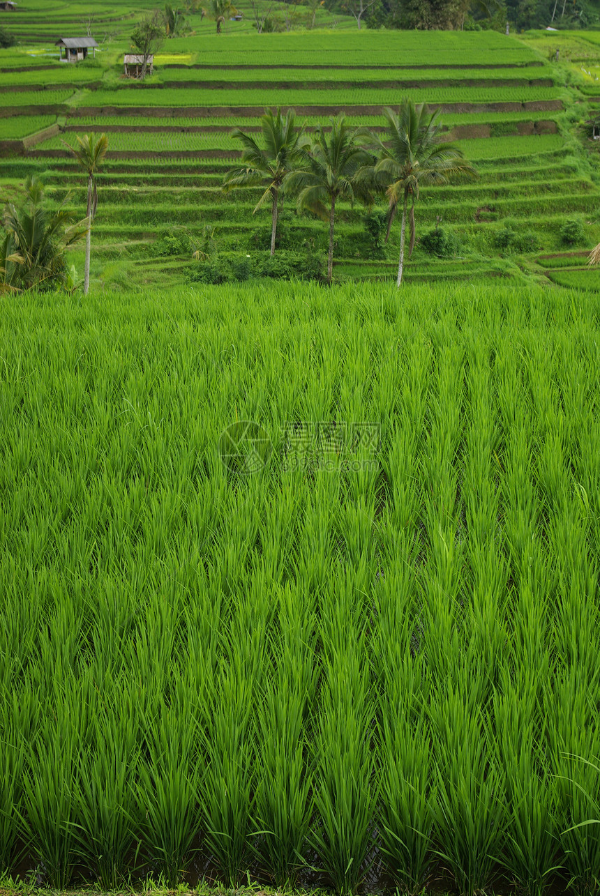 巴厘的稻田阳台棕榈刀刃植被玉米旅游竹子灌溉农业栽培图片