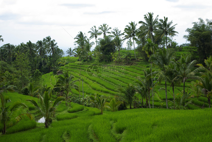 巴厘岛许多梯田和棕榈地场地灌溉旅游旅行绿色栽培农业阳台植被玉米图片