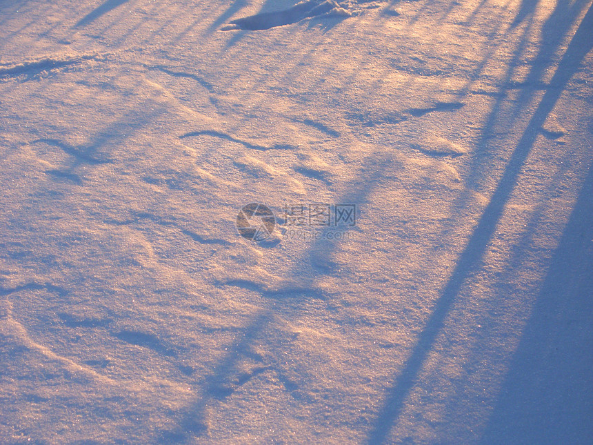 冬季雪雪背景照明冻结强光树梢植被植物群天篷寒冷环境积雪图片