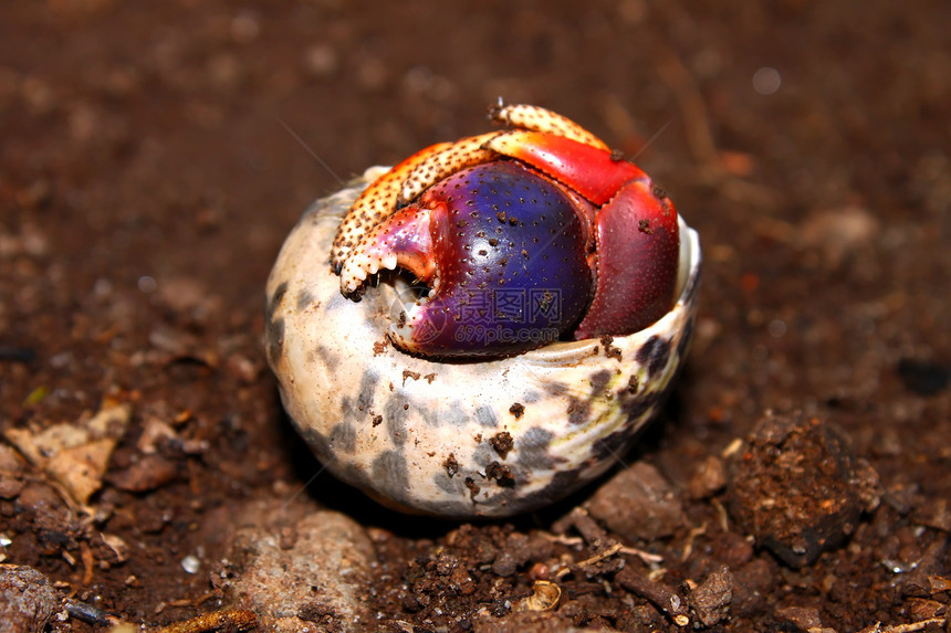 圣基茨岛的埃米特螃蟹环境生活生物学生态甲壳小猫多样性动物生物动物学图片