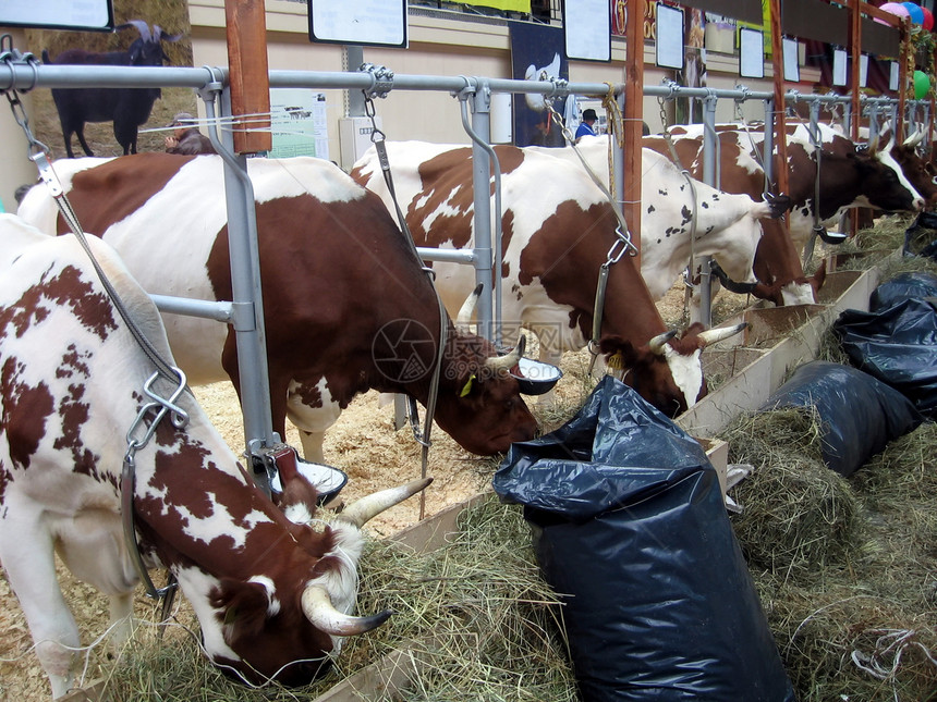 奶牛牛奶乡村哺乳动物展览农业动物干草动物群农场图片