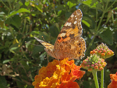 杜莎夫人蜡像馆绘画的蝴蝶夫人雄蕊黄色季节植物学植物群女士花朵动物昆虫背景