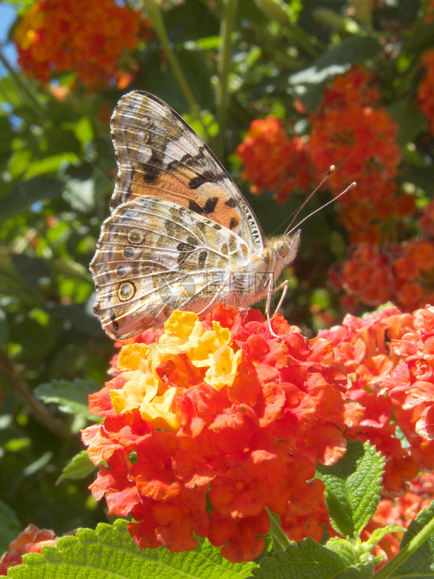 绘画的蝴蝶夫人昆虫植物群雄蕊翅膀女士黄色美女动物植物学季节图片
