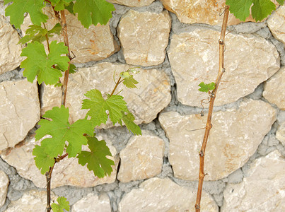 绿藤叶叶子农业岩石栅栏生长院子边界生态葡萄园枝条背景图片