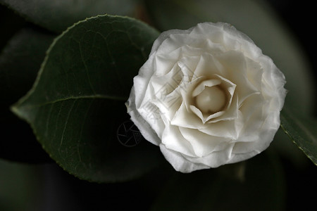 白卡美丽亚玫瑰折叠带叶子背景图片