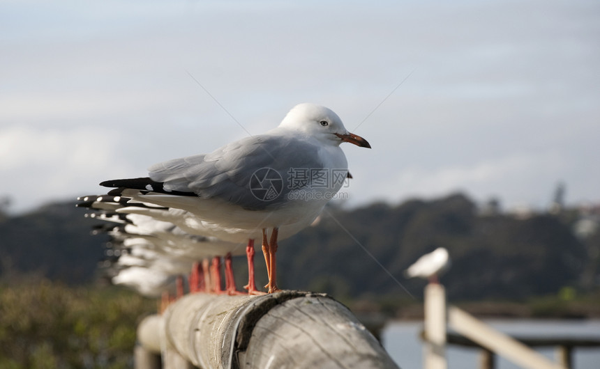 海鸥天空栅栏蓝色航班橙子羽毛动物海岸支撑自由图片